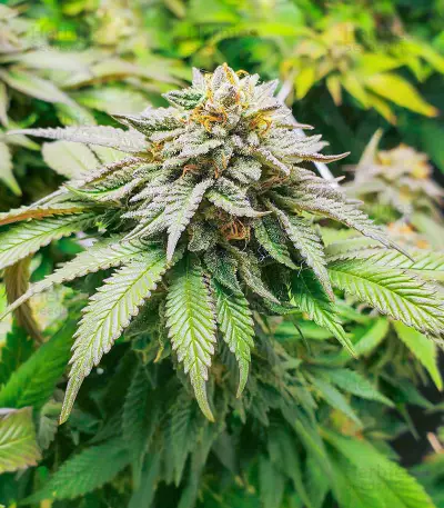Dozy Cookies feminisierte Samen (AlphaFem Seeds)
