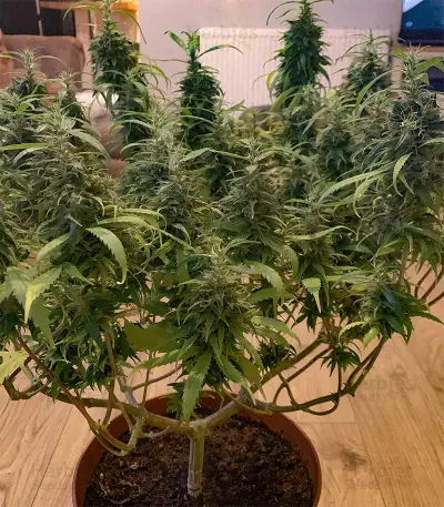 Dr. Grinspoon (Barney's Farm) Cannabis-Samen