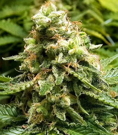 Early Widow (Advanced Seeds) Cannabis-Samen