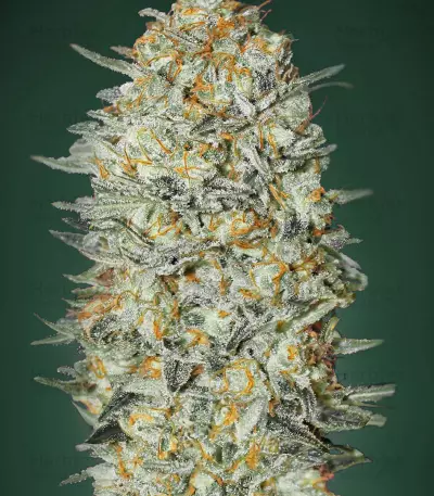Gelato 33 (Advanced Seeds) Cannabis-Samen