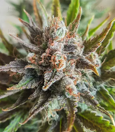 Grapefruit Auto (Fast Buds) Cannabis-Samen