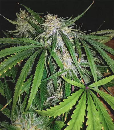 Killer Purps (Bomb Seeds) Cannabis-Samen