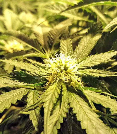 Kripple Roulette (Dr. Krippling Seeds) Cannabis-Samen