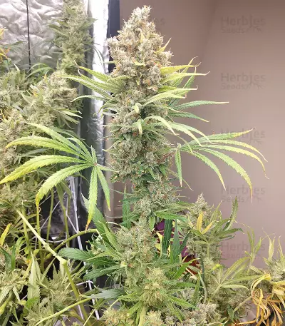 Malawi x Panama Regular (Ace Seeds) Cannabis-Samen