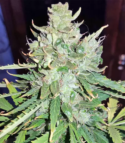 Mangobiche Kush Regular (CannaBioGen) Cannabis-Samen