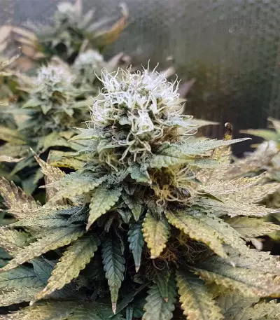 Original Glue (Nirvana Seeds) Cannabis-Samen