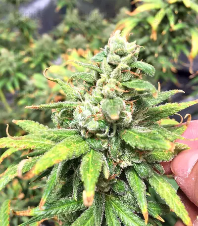 Pakistan Chitral Kush Standard (Ace Seeds) Cannabis-Samen