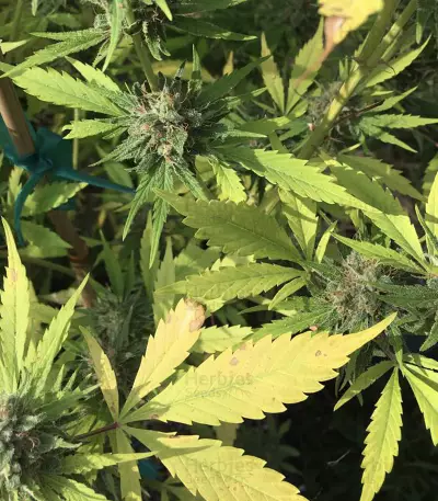 Panama Haze (Ace Seeds) Cannabis-Samen