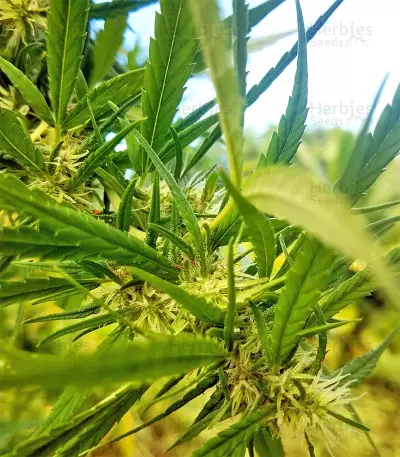 Panama Haze (Ace Seeds) Cannabis-Samen