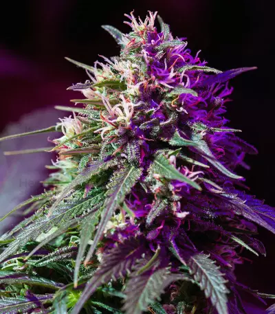 Purple Haze Auto strain