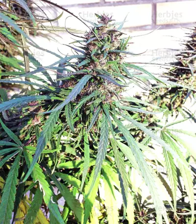 Purple Haze x Malawi (Ace Seeds) Cannabis-Samen