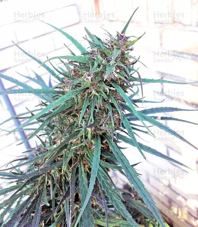 Purple Haze x Malawi Regular (Ace Seeds) Cannabis-Samen