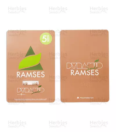 Ramses (Pyramid Seeds) Cannabis-Samen
