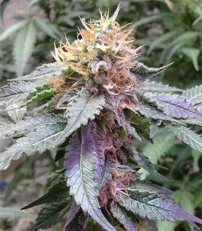 Royal Queen Diamond (Kera Seeds) Cannabis-Samen