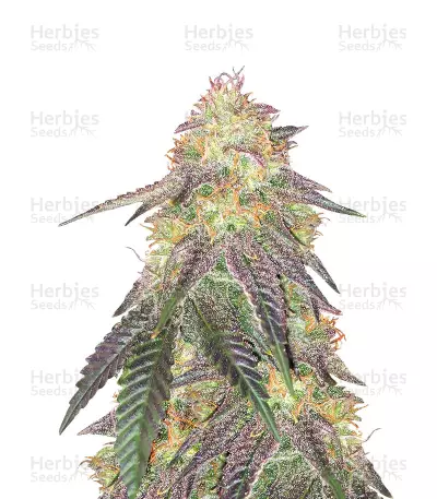 Morpheus CBD (Buddha Seeds) Cannabis-Samen