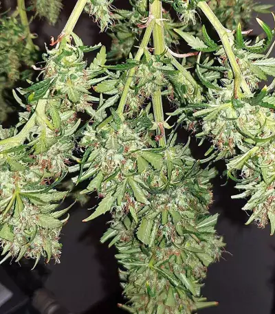 Sweet Zombie (Expert Seeds) Cannabis-Samen