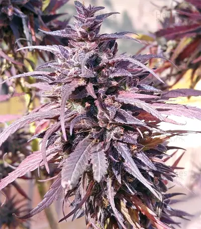 Thai Chi (Ace Seeds) Cannabis-Samen