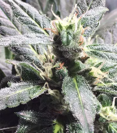Thunder Bloody Mary Auto (Samsara Seeds) Cannabis-Samen