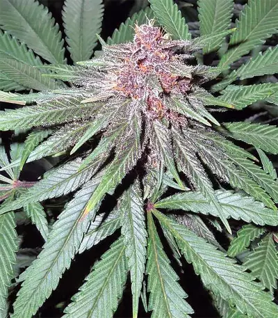 Violeta (Ace Seeds) Cannabis-Samen