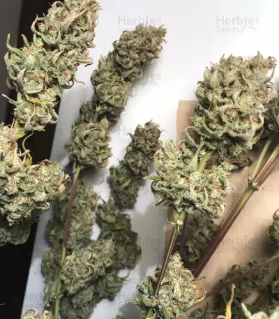 White Crystal Meth Auto strain