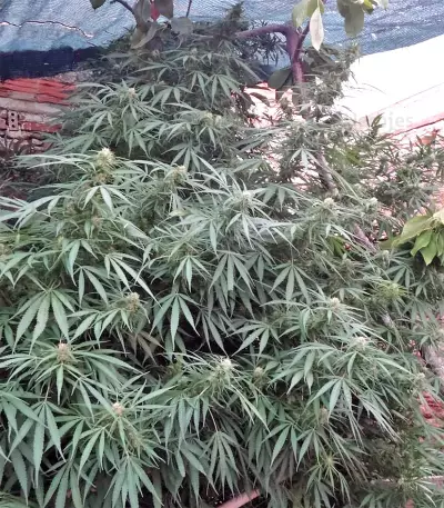 Zamaldelica regular (Ace Seeds) Cannabis-Samen