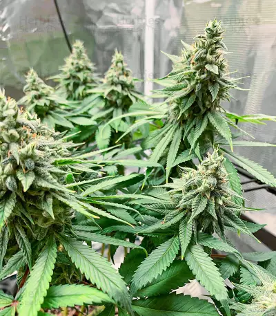 AFS Princess feminisierte Samen (AlphaFem Seeds)
