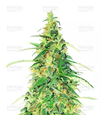 Superior Auto Mix feminisierte Samen (Herbies Seeds)