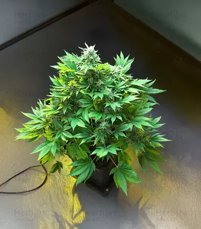 Delicious Cookies Early Version feminisierte Samen (Delicious Seeds)