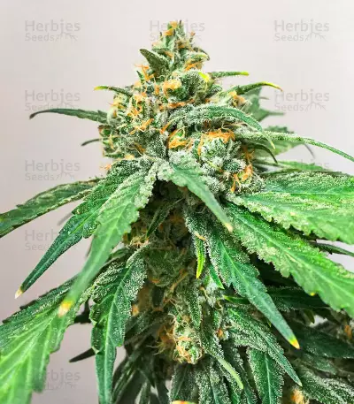 Hero Cookies feminisierte Samen (AlphaFem Seeds)