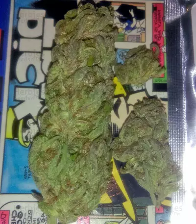Jacky White (Paradise Seeds) Cannabis-Samen