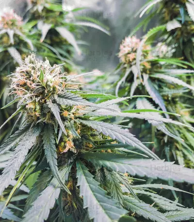 Kiwi Skunk (Kiwi Seeds) Cannabis-Samen