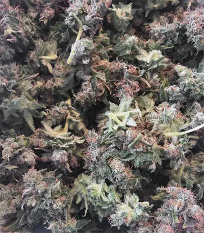 Kushberry (DNA Genetics) Cannabis-Samen