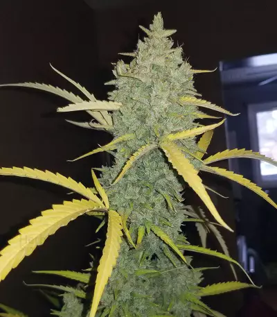 Original Auto Northern Lights (Fast Buds) Cannabis-Samen