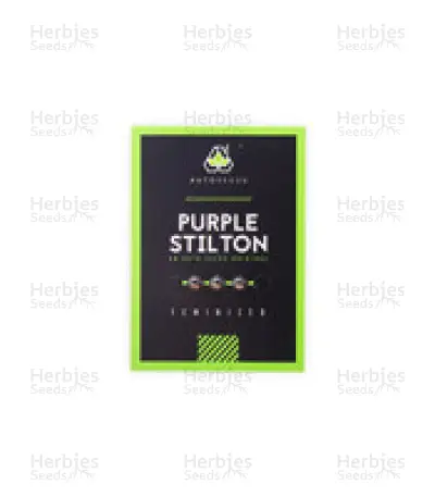 Purple Stilton Auto (Auto Seeds) Cannabis-Samen