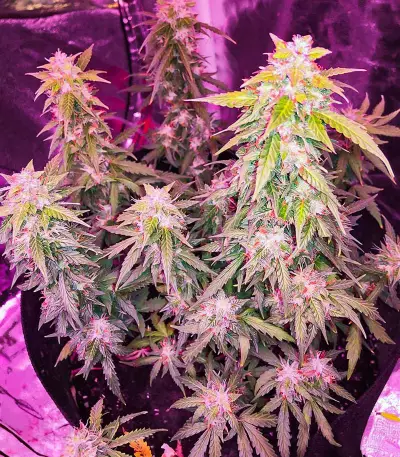 Quarter Pounder Autoflower feminisierte Samen (EGS)