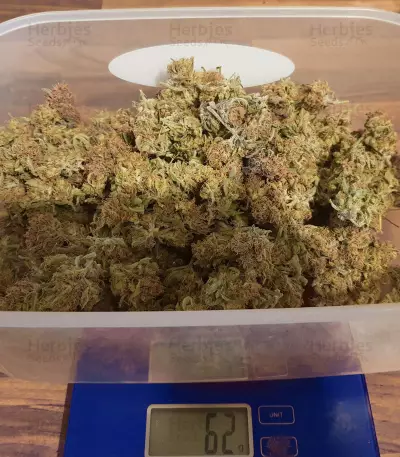 Quick Critical + (Dinafem Seeds) Cannabis-Samen