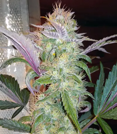 Quick Gorilla (Dinafem Seeds) Cannabis-Samen