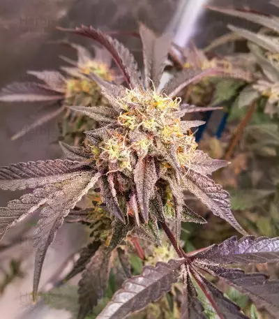 Sticky Sherbert GG feminisierte Samen (Seedkeepers)