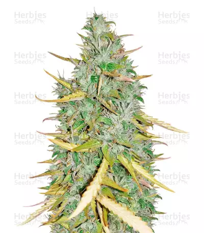 Amnesia CBD Pure Auto Samen feminisiert (Humboldt Seeds Organization)