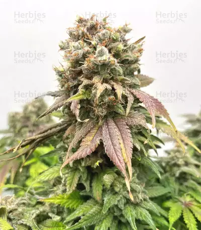 Banana Sherbet feminisiertes Saatgut
