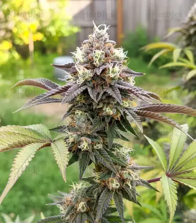 Bay Haze feminisierte Samen (Delicious Seeds)