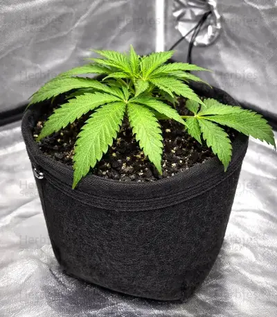 Ceres Kush (Ceres Seeds)