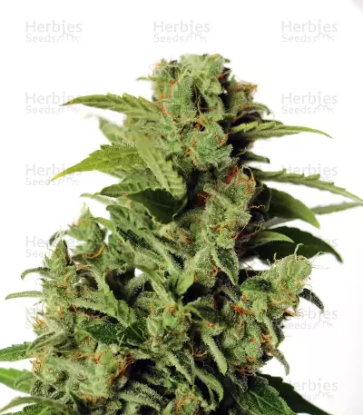 Cherry Grapefruit (Kera Seeds) Cannabis-Samen