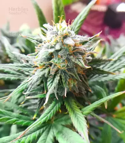 Cristal Limit (K.C. Brains Seeds)