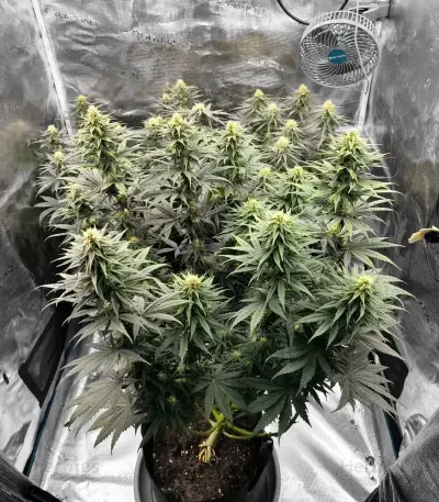 Critical Mass Fast (Advanced Seeds)
