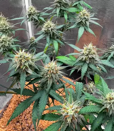 Durban Thai x C99 feminisierte Samen (Brothers Grimm Seeds)