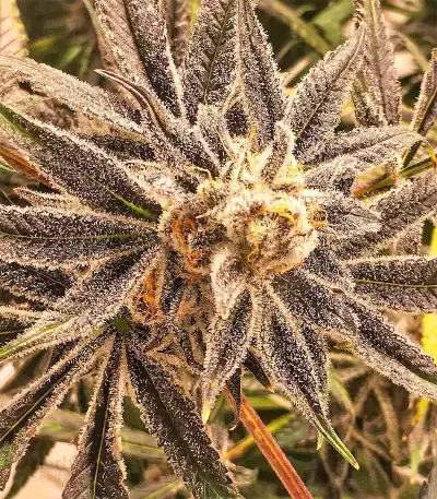 Grandaddy Purple (Big Head Seeds) Cannabis-Samen