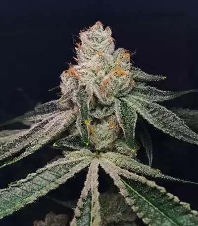 Kush Mints Fast Version feminisierte Samen (Seedkeepers)