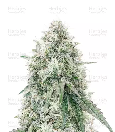 Mac N' Jack R1 feminisierte Samen (Ethos Genetics)