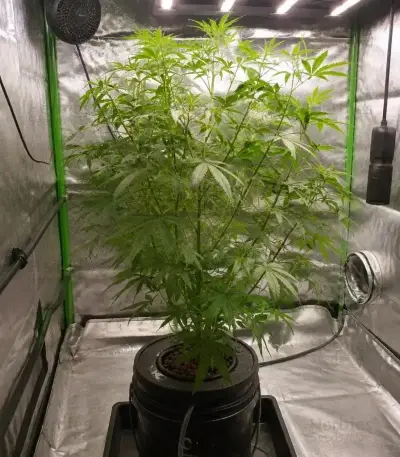 Mango Cherry Runtz Auto (Fast Buds)
